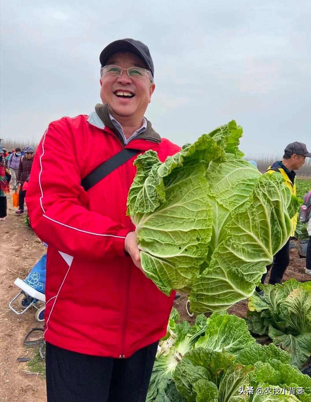 白菜秋季种植技术_秋季白菜怎么种_秋季白菜种植技术与管理