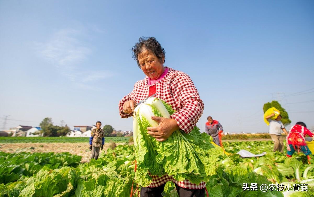 白菜秋季种植技术_秋季白菜怎么种_秋季白菜种植技术与管理