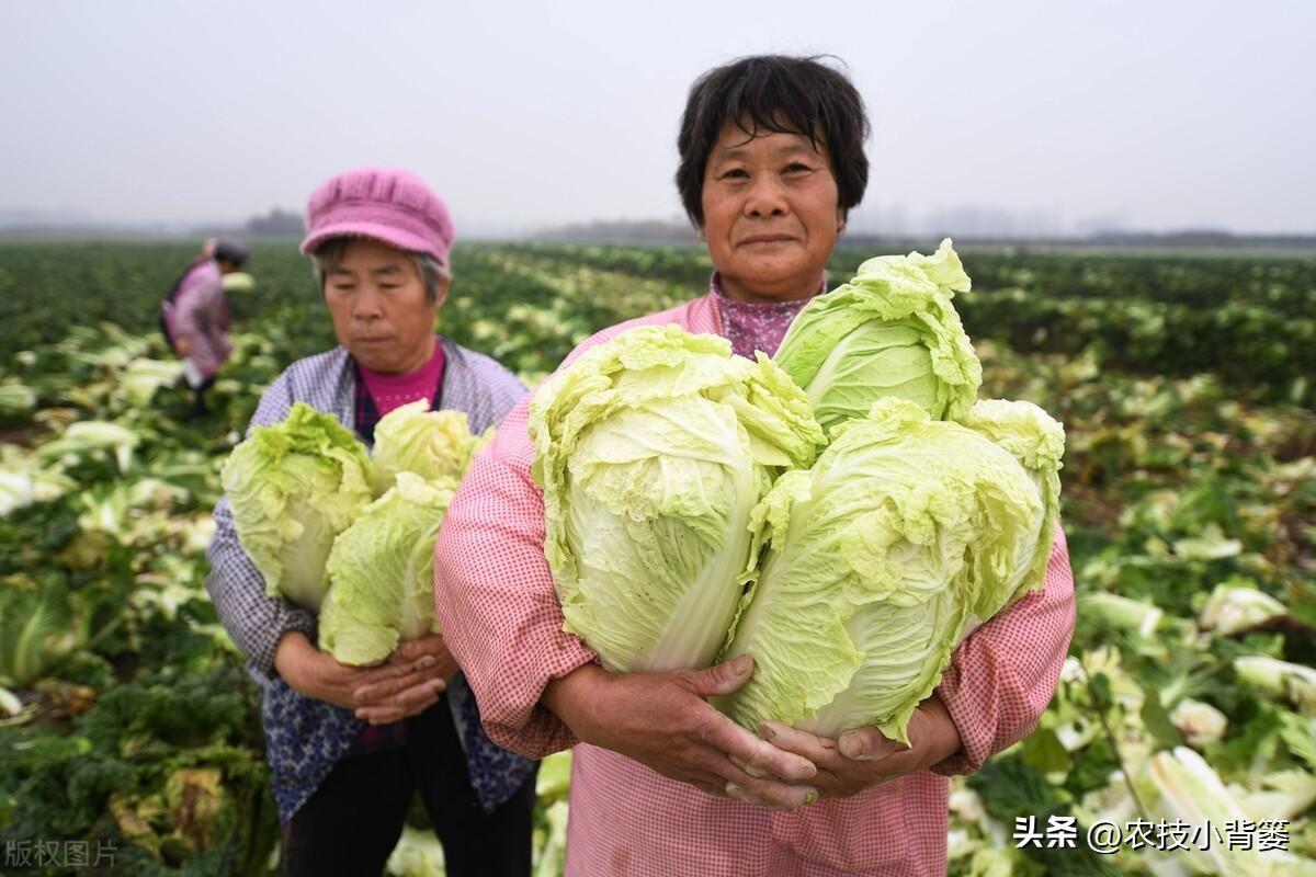 秋季白菜怎么种_秋季白菜种植技术与管理_白菜秋季种植技术