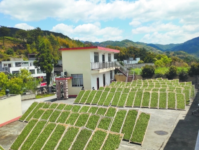 闽东茶业：念好乡村致富经