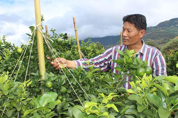 华宁柑橘如何破茧成蝶（下篇）：打造“一县一业”的破局探索