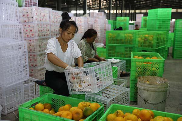 种柑橘赚钱吗_种柑橘一年能赚多少钱_致富经种柑桔