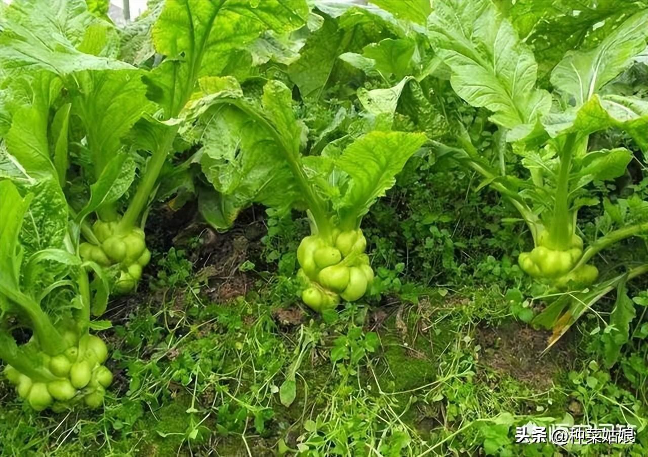 秋季白菜种植技术要点_白菜秋季种植技术_秋季白菜种植技术与管理