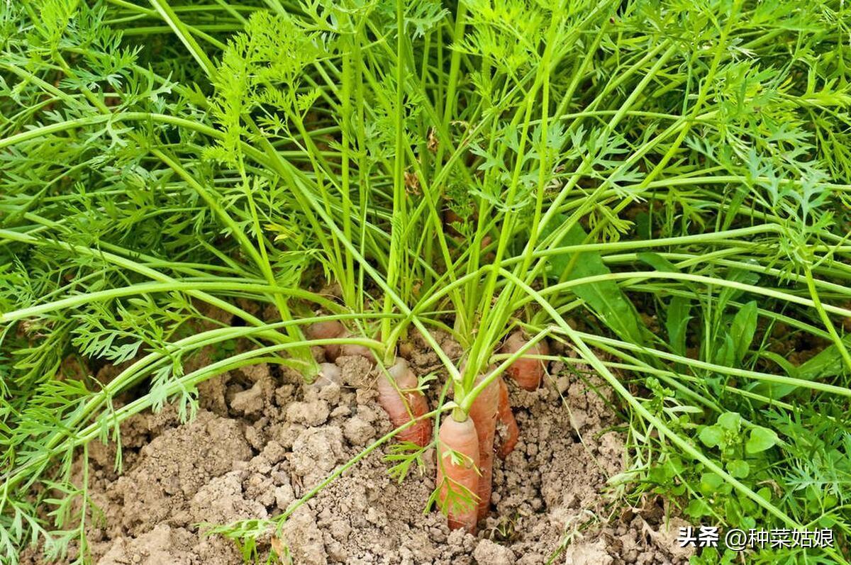 秋季白菜种植技术与管理_白菜秋季种植技术_秋季白菜种植技术要点