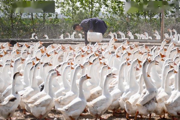 新闻致富养殖白鹅视频_养殖白鹅致富新闻_养殖白鹅赚钱吗