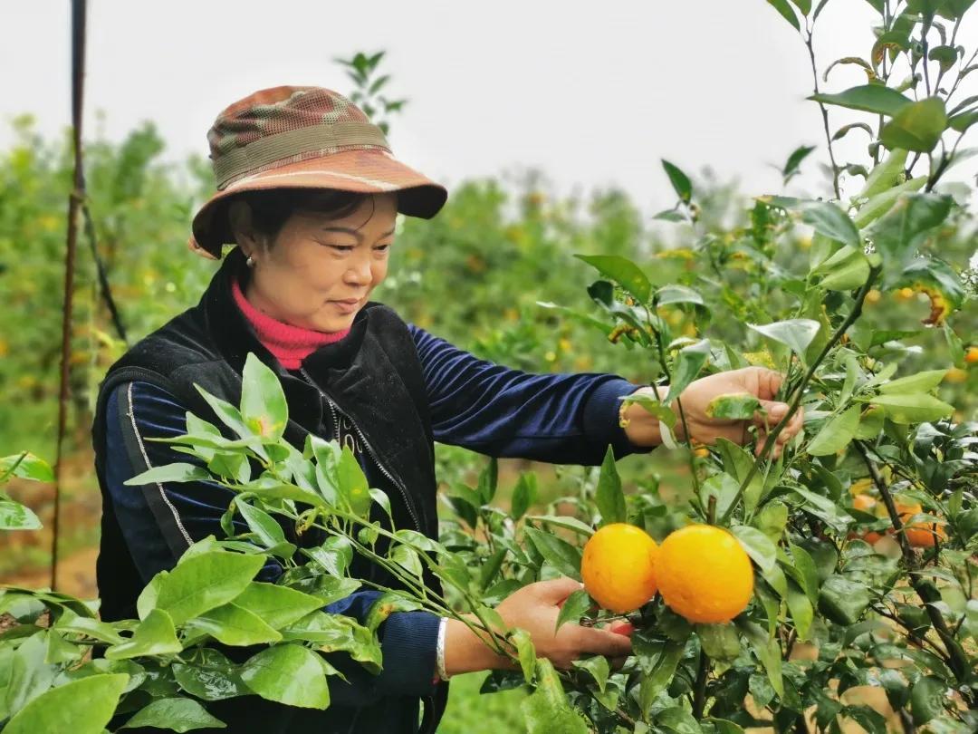 致富经种柑桔_种柑橘一年能赚多少钱_种柑橘赚钱吗