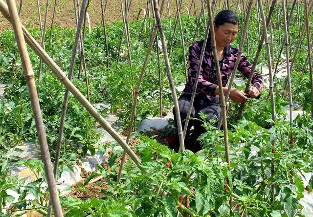 农村致富种植项目_靠种植致富的农民_农村致富靠种植