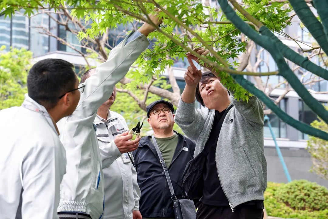 松树种植日本技术怎么样_松树种植日本技术与管理_日本松树如何种植技术