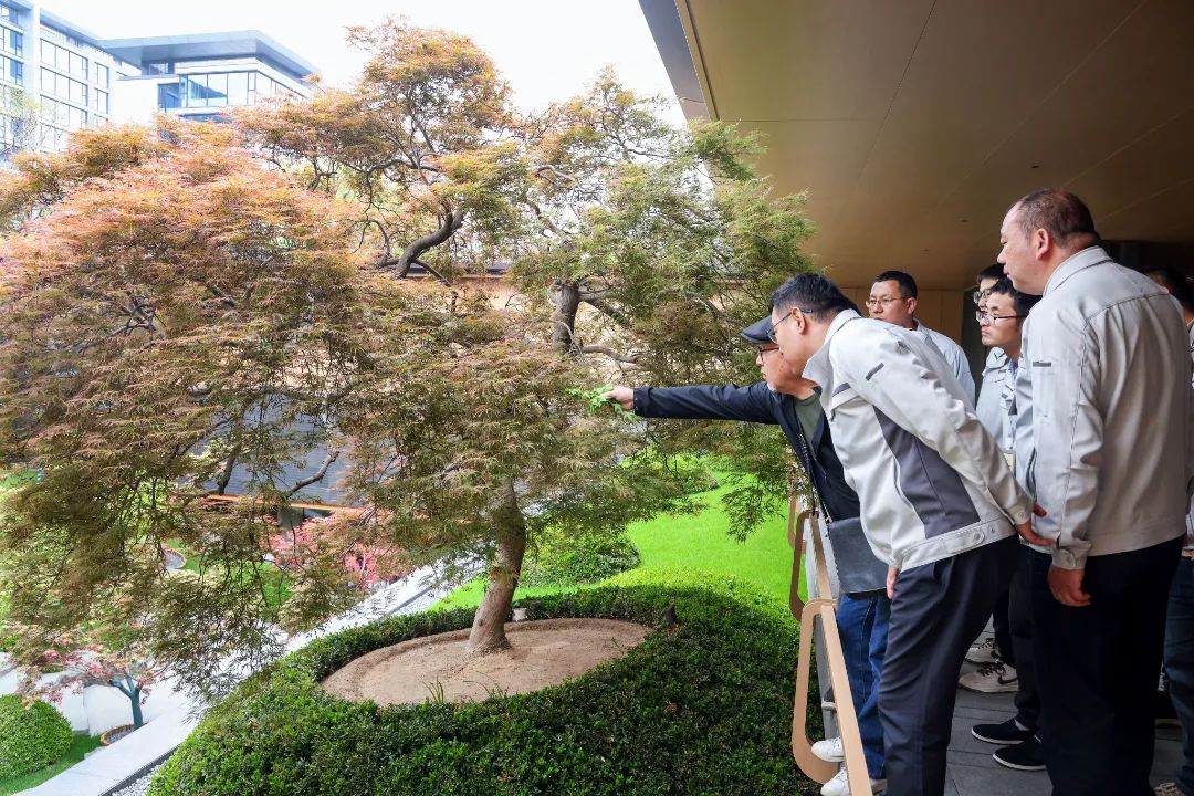 松树种植日本技术与管理_松树种植日本技术怎么样_日本松树如何种植技术