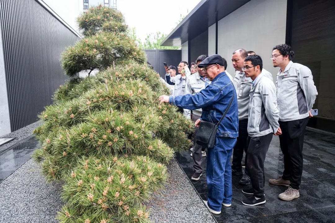 日本松树如何种植技术_松树种植日本技术怎么样_松树种植日本技术与管理