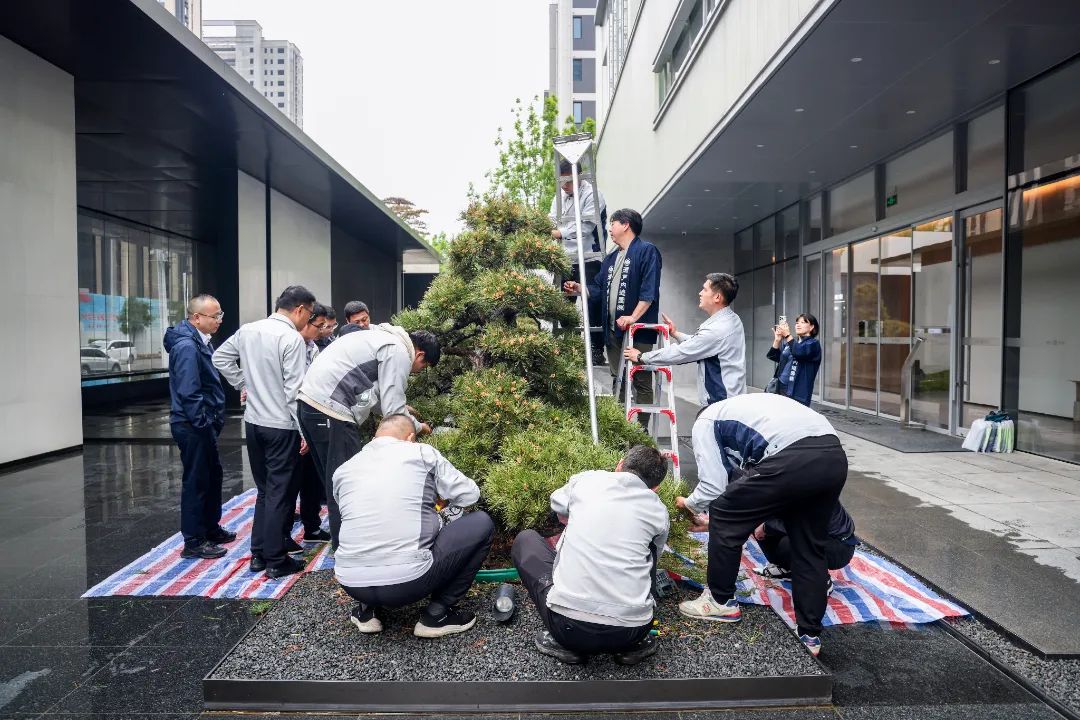 松树种植日本技术与管理_日本松树如何种植技术_松树种植日本技术怎么样