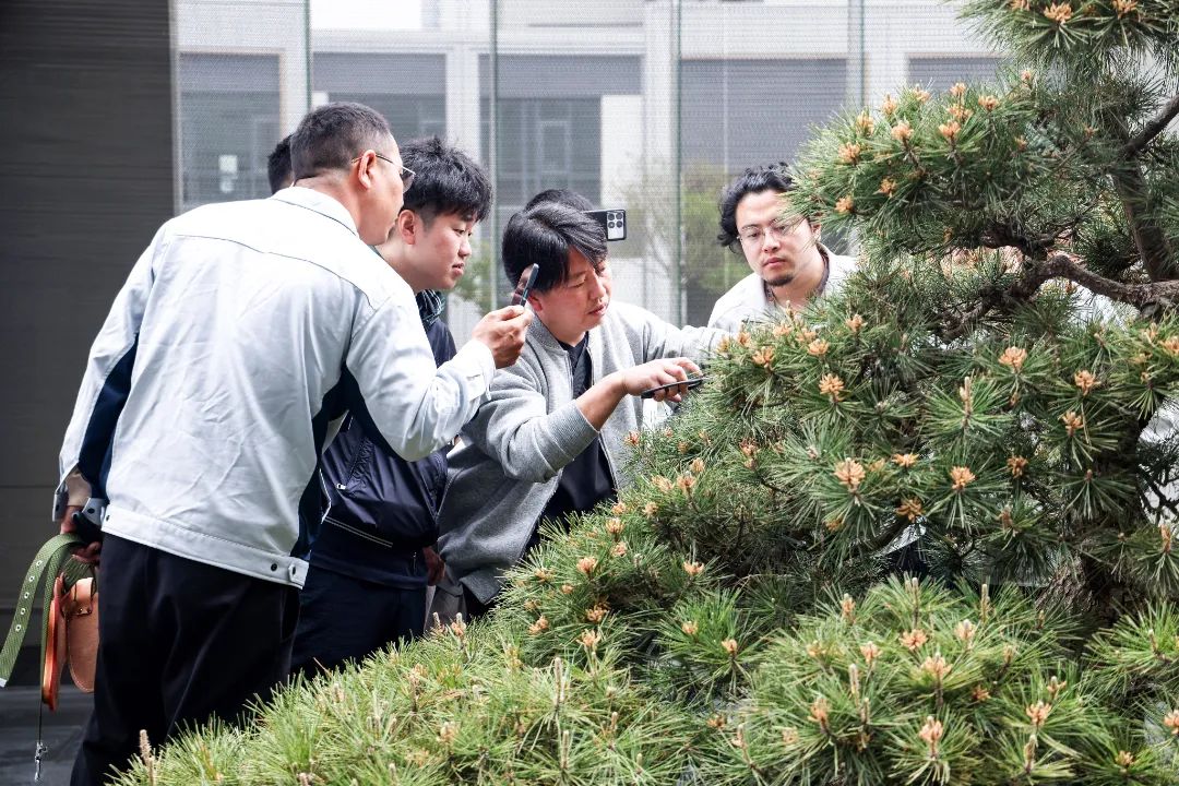 松树种植日本技术与管理_松树种植日本技术怎么样_日本松树如何种植技术