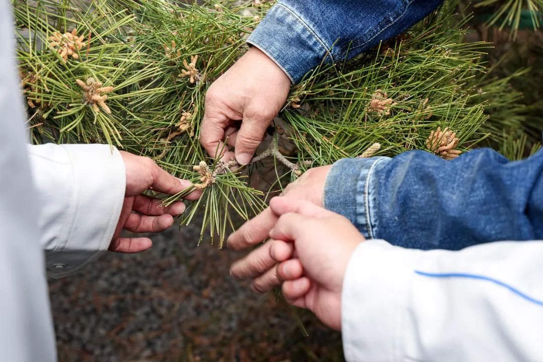 松树种植日本技术怎么样_松树种植日本技术与管理_日本松树如何种植技术