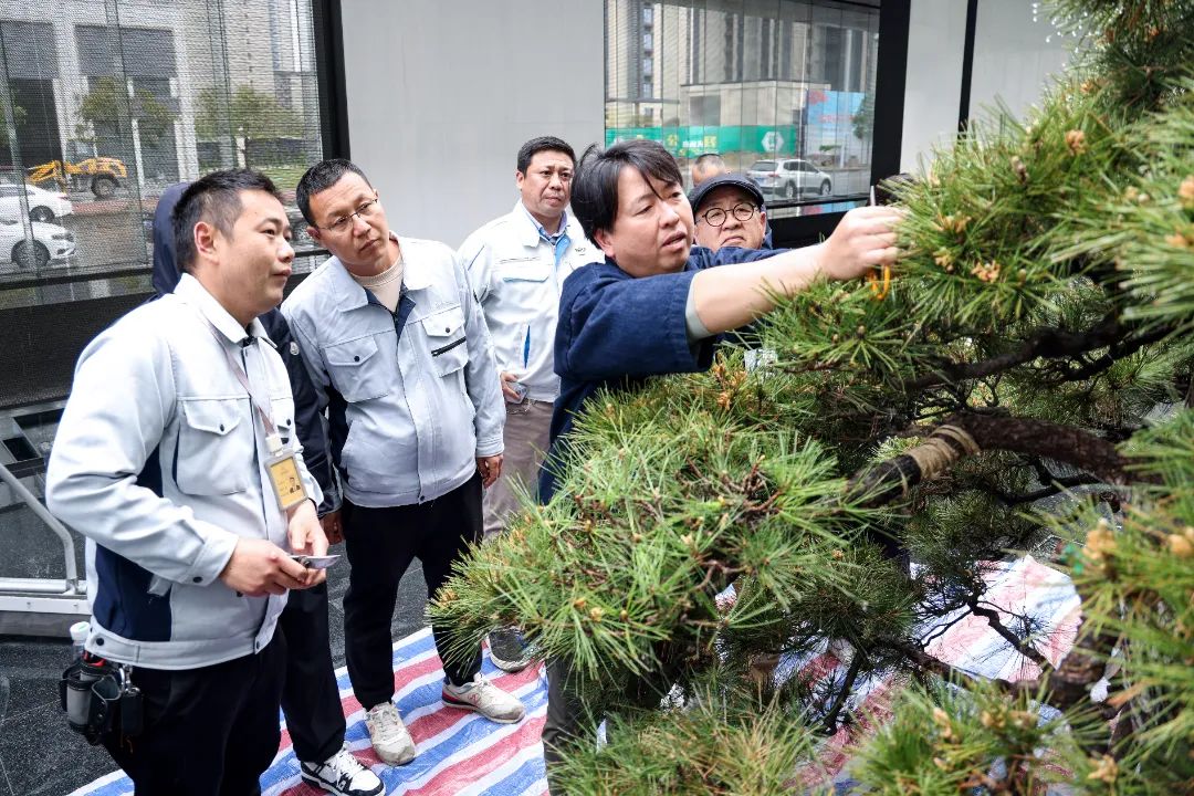 松树种植日本技术怎么样_日本松树如何种植技术_松树种植日本技术与管理