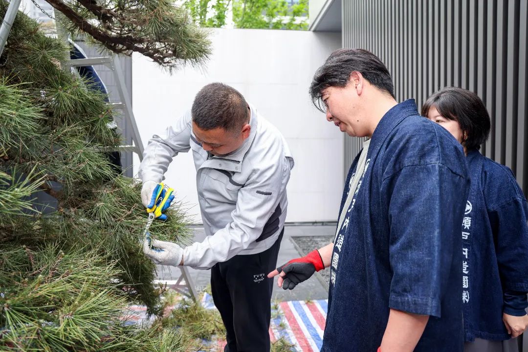 日本松树如何种植技术_松树种植日本技术与管理_松树种植日本技术怎么样