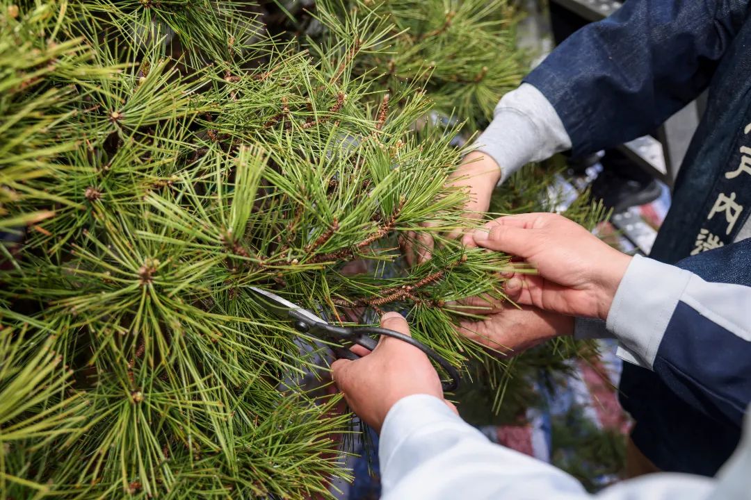 松树种植日本技术与管理_日本松树如何种植技术_松树种植日本技术怎么样