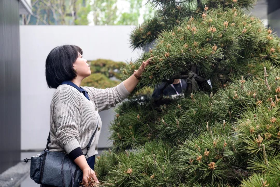 松树种植日本技术怎么样_松树种植日本技术与管理_日本松树如何种植技术