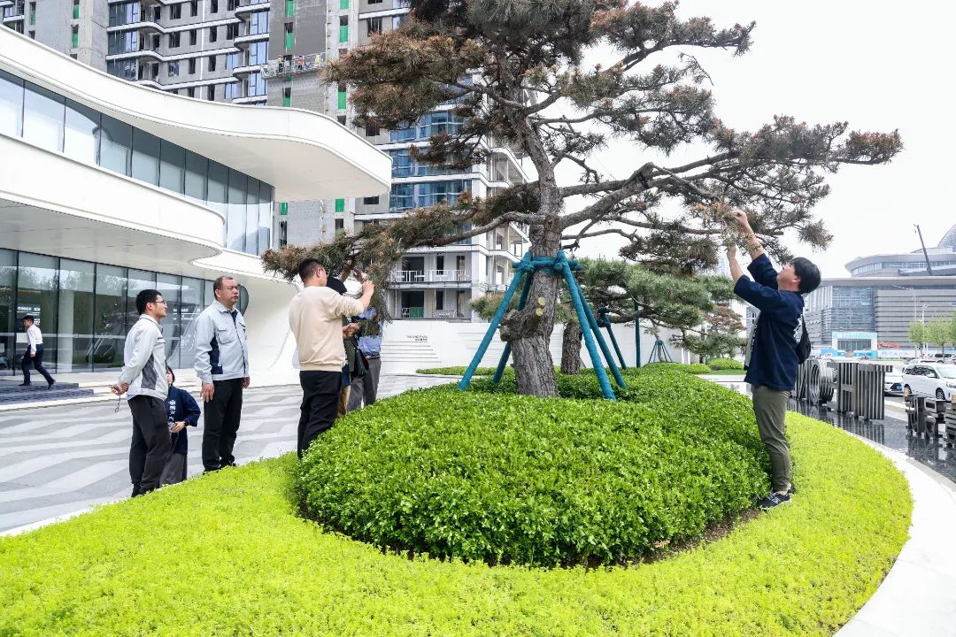 日本松树如何种植技术_松树种植日本技术与管理_松树种植日本技术怎么样