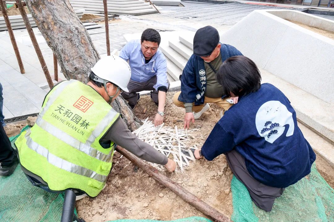 松树种植日本技术与管理_松树种植日本技术怎么样_日本松树如何种植技术