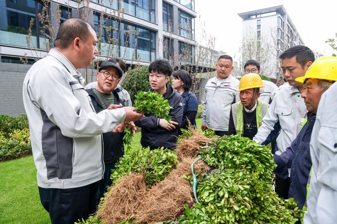 日本松树如何种植技术_松树种植日本技术与管理_松树种植日本技术怎么样