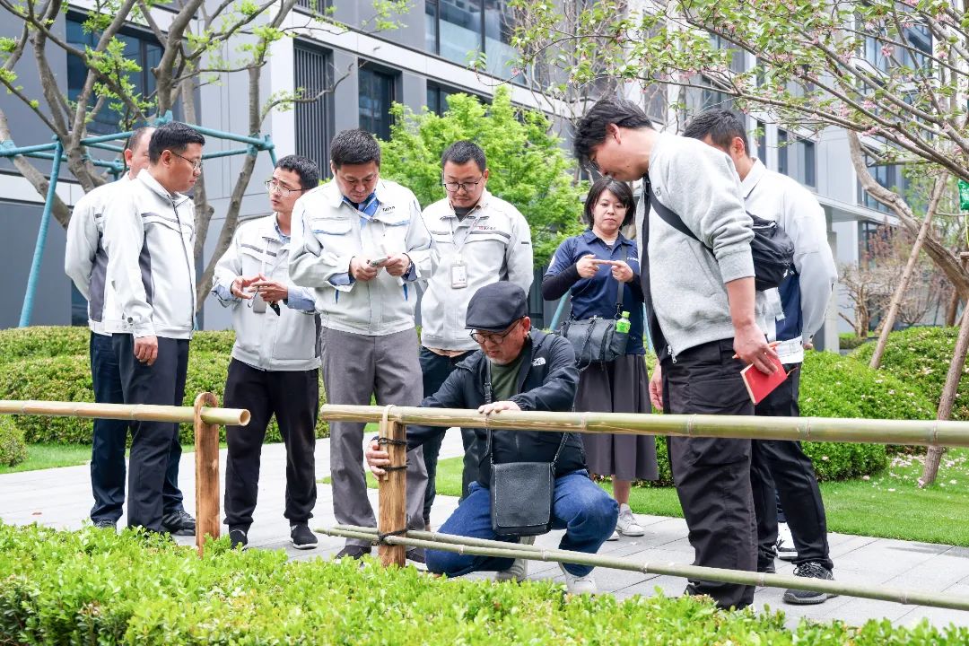 松树种植日本技术怎么样_松树种植日本技术与管理_日本松树如何种植技术