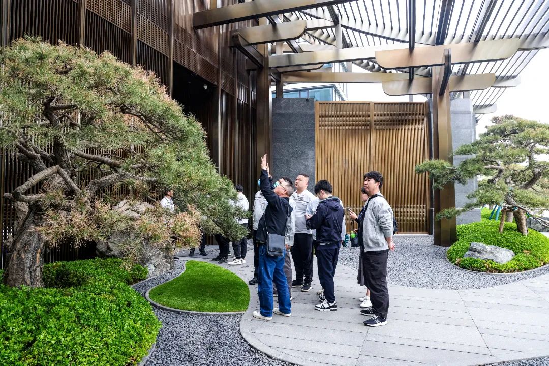 松树种植日本技术与管理_日本松树如何种植技术_松树种植日本技术怎么样