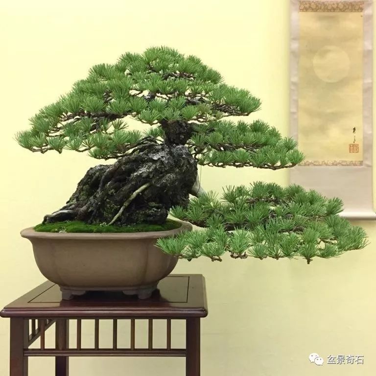 日本松树如何种植技术_松树种植日本技术要求_松树种植日本技术与管理