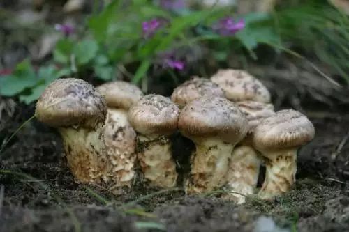 日本松树如何种植技术_松树种植日本技术与管理_松树种植日本技术要求