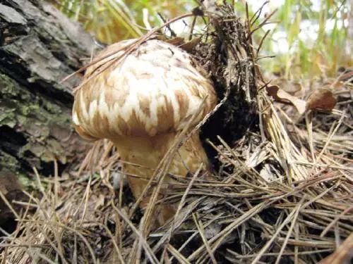 松树种植日本技术与管理_日本松树如何种植技术_松树种植日本技术要求