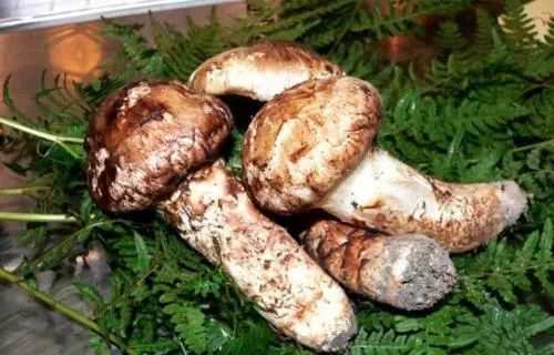 松树种植日本技术与管理_松树种植日本技术要求_日本松树如何种植技术