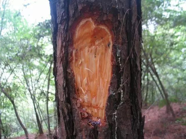 日本松树如何种植技术_日本松树种子怎么种_松树种植日本技术与管理