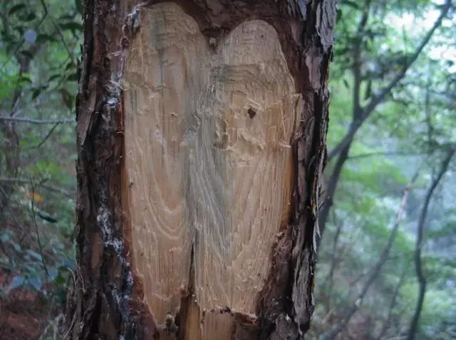 松树种植日本技术与管理_日本松树种子怎么种_日本松树如何种植技术