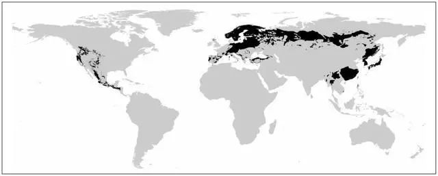 日本松树种子怎么种_松树种植日本技术与管理_日本松树如何种植技术