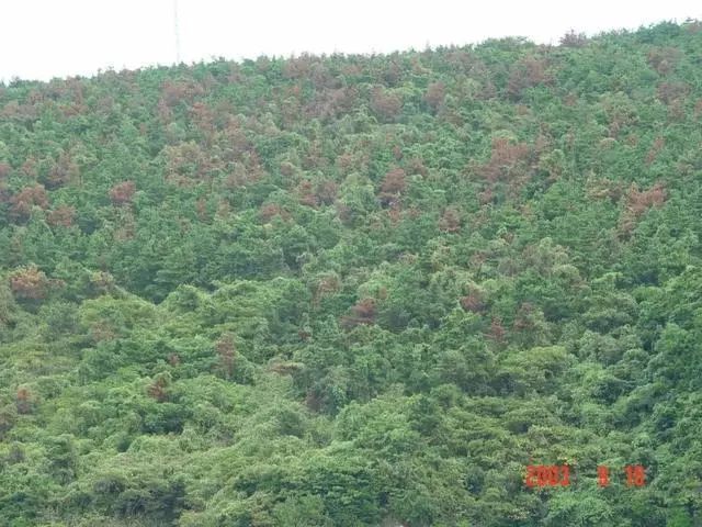 日本松树种子怎么种_松树种植日本技术与管理_日本松树如何种植技术