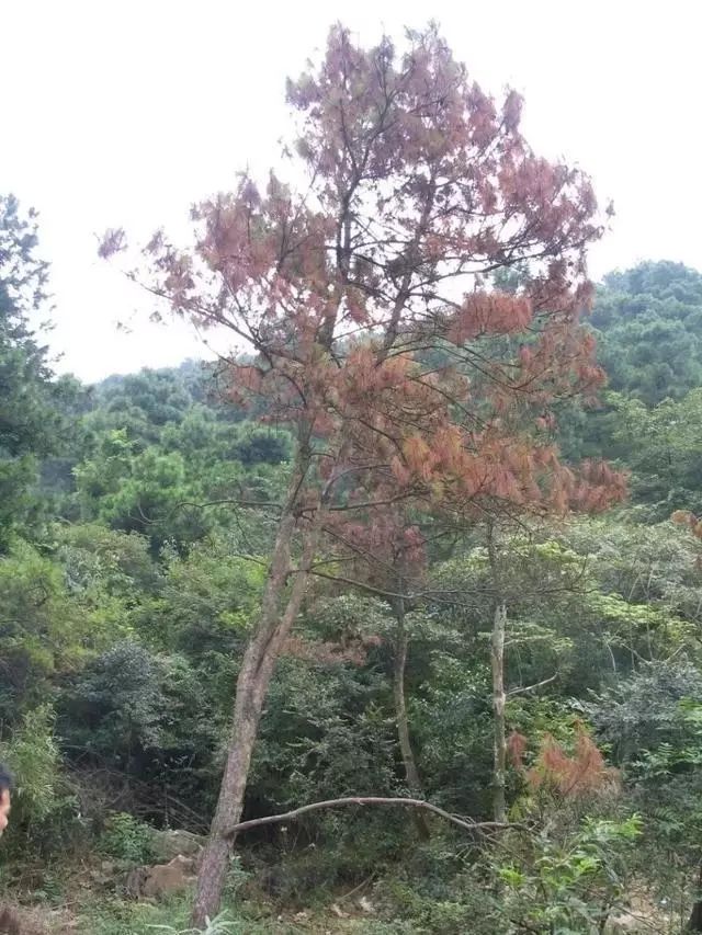 松树种植日本技术与管理_日本松树种子怎么种_日本松树如何种植技术