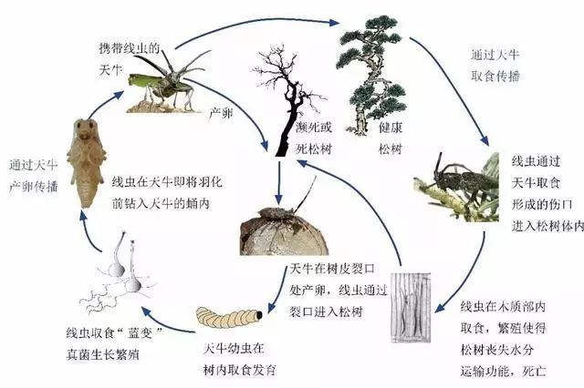 日本松树种子怎么种_松树种植日本技术与管理_日本松树如何种植技术