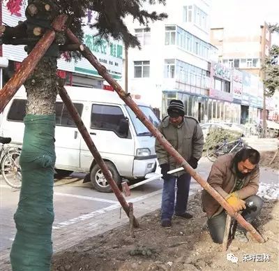 技术|松树的移植方法