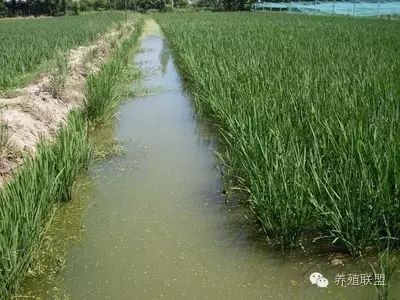 养鱼鳅赚钱吗_鱼鳅养殖技术100问题_养鱼鳅要具备什么条件