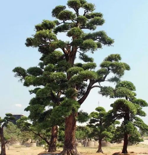 日本松树种子怎么种_日本松树如何种植技术_松树种植日本技术要求