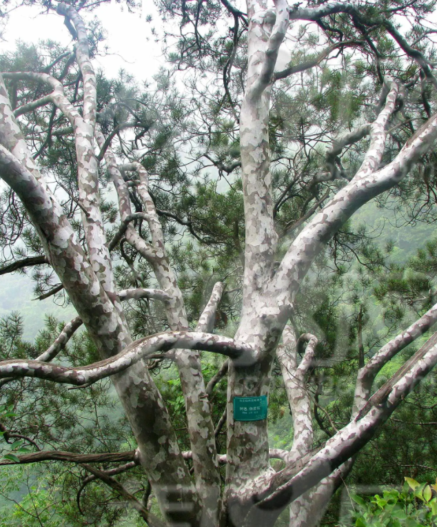 松树种植日本技术要求_日本松树种子怎么种_日本松树如何种植技术