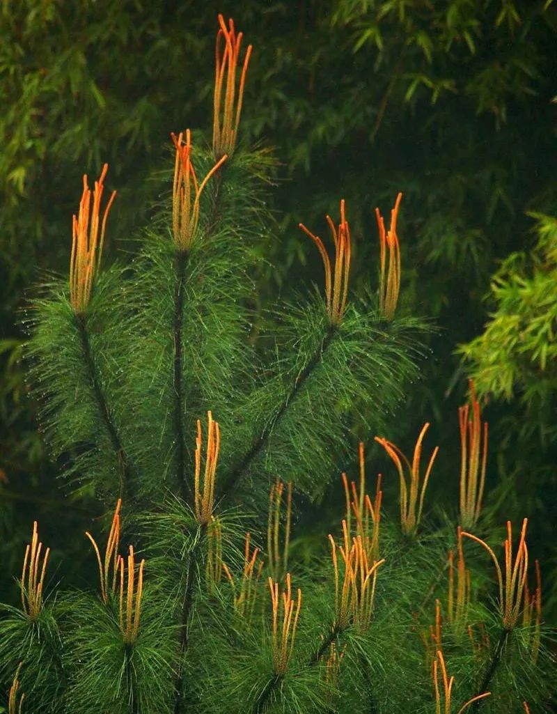 松树种植日本技术要求_日本松树种子怎么种_日本松树如何种植技术