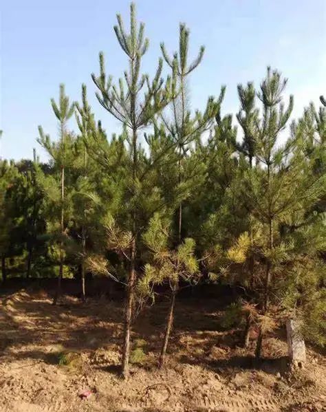 松树种植日本技术要求_日本松树种子怎么种_日本松树如何种植技术