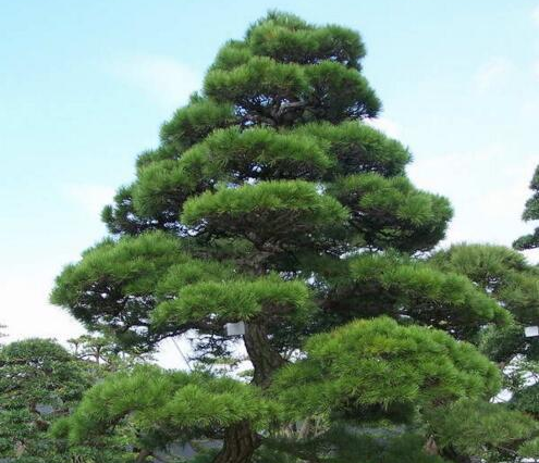 日本松树如何种植技术_日本松树种子怎么种_松树种植日本技术要求