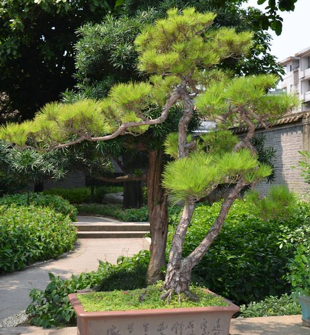 松树种植日本技术要求_日本松树如何种植技术_日本松树种子怎么种