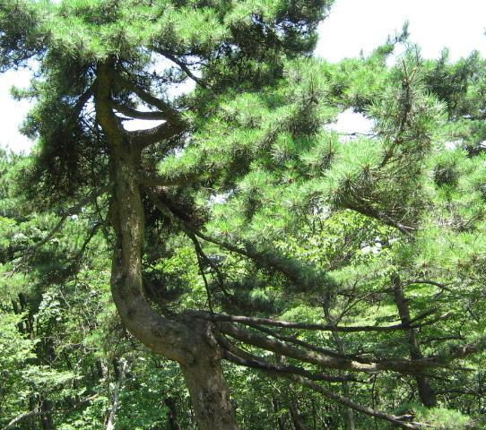 日本松树如何种植技术_松树种植日本技术要求_日本松树种子怎么种