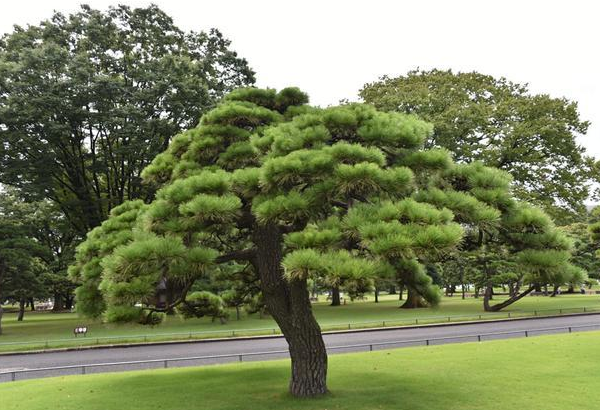 日本松树如何种植技术_日本松树种子怎么种_松树种植日本技术要求