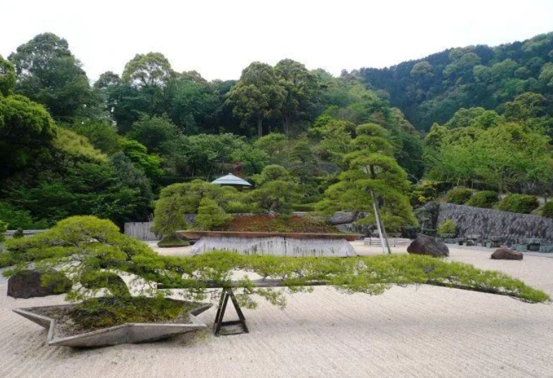 日本松树种子怎么种_松树种植日本技术要求_日本松树如何种植技术