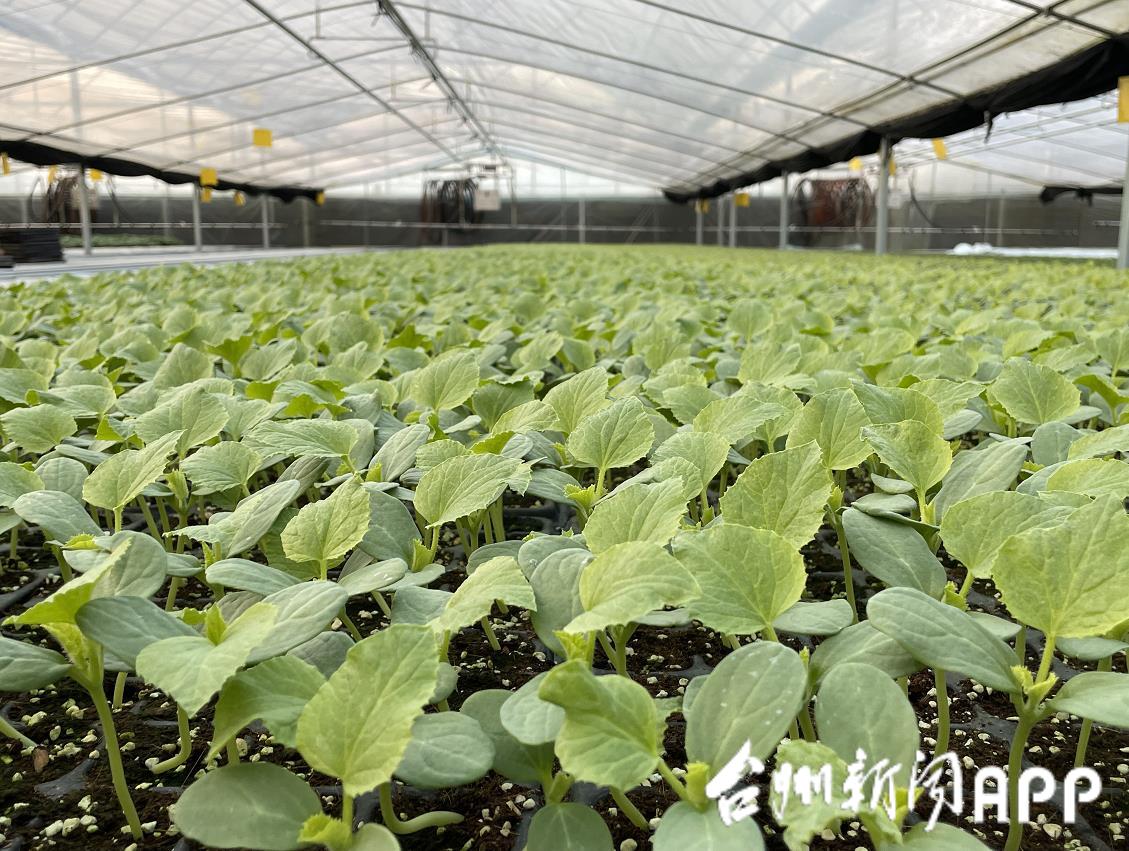 致富西瓜种植农民图片_农民种植西瓜致富_致富西瓜种植农民视频