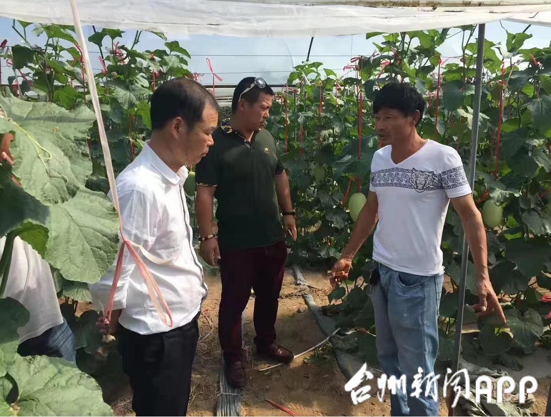 致富西瓜种植农民图片_农民种植西瓜致富_致富西瓜种植农民视频