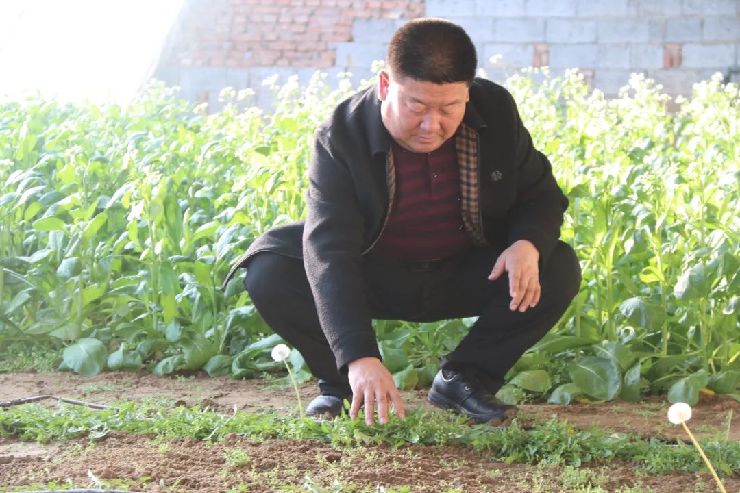 蒲公英茶叶种植致富_蒲公英茶的种植条件_蒲公英茶树